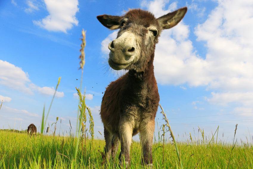Eselsbrücken für Chemie