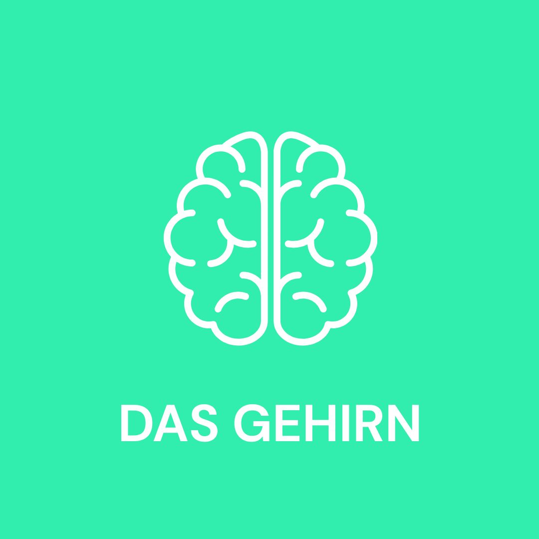 Das Gehirn