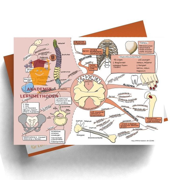 Mindmap zum Thema Gefäße Anatomie für den med. Heilpraktiker
