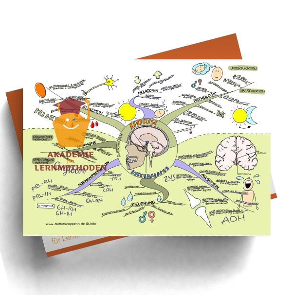 Mindmap für den med. HP zum Thema 29 Hormonsystem, Epiphyse