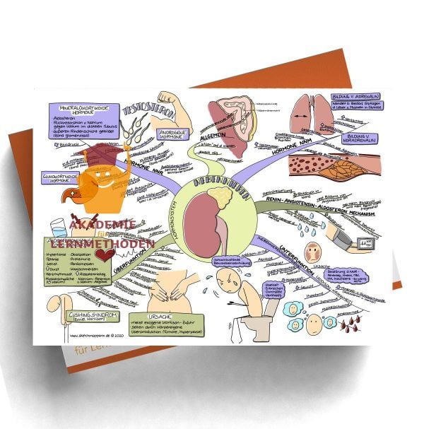 Mindmap für den med. HP zum Thema 29 Hormonsystem, Nebennieren