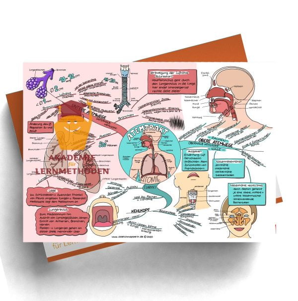 Mindmap für den medizinischen Heilpraktiker zum Thema Atemtrakt Anatomie