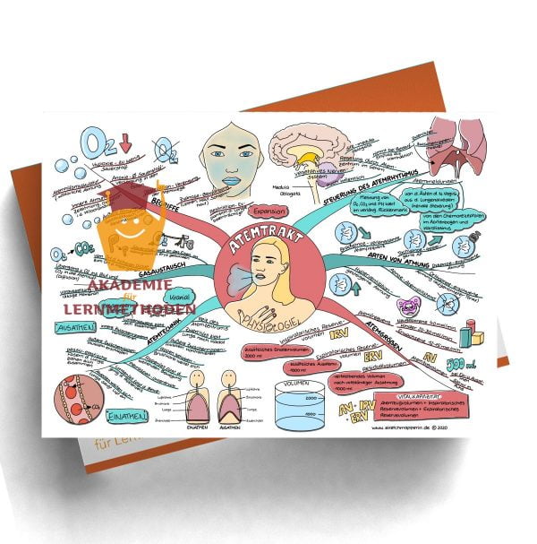 Mindmap für den medizinischen Heilpraktiker zum Thema Atemtrakt Physiologie