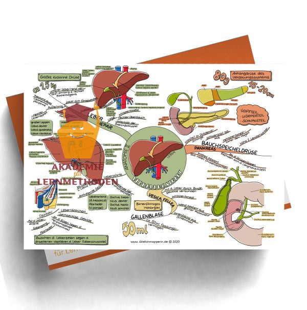 Mindmap 44 Heilpraktiker med. Verdauungstrakt - Anatomie 2
