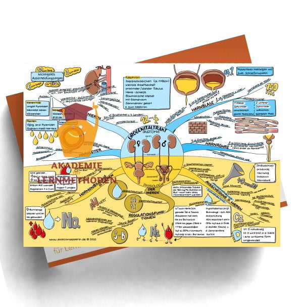 Mindmap HP med. Urogenitaltrakt - Anatomie, Physiologie