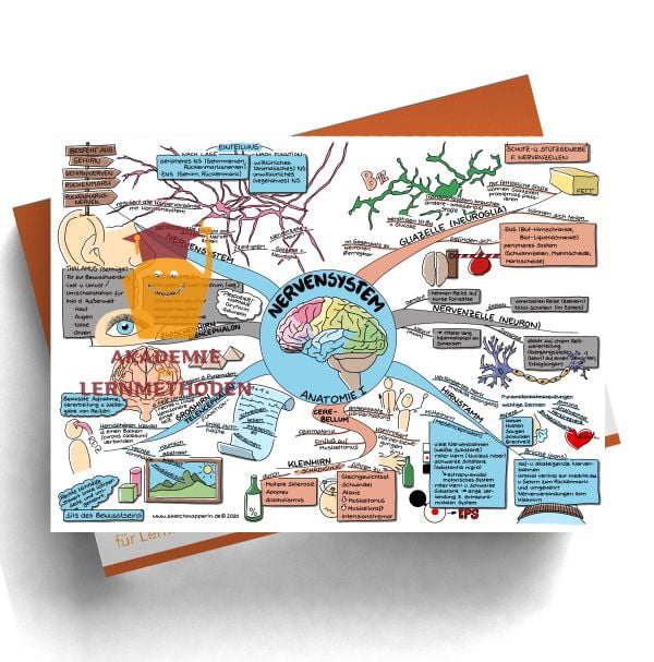 Mindmap zum Thema Nervensystem für den med. Heilpraktiker - Prüfungswissen