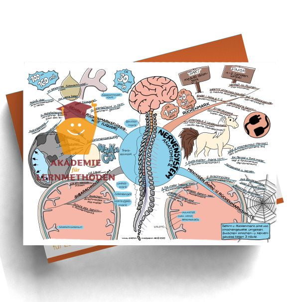 Mindmap zum Thema Nervensystem für den med. Heilpraktiker - Prüfungswissen