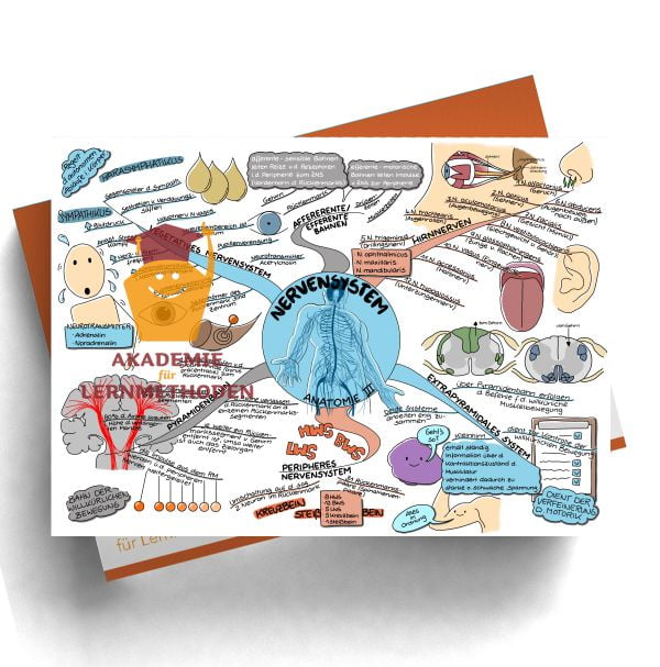 Mindmap zum Thema Nervensystem für den med. Heilpraktiker - Prüfungswissen