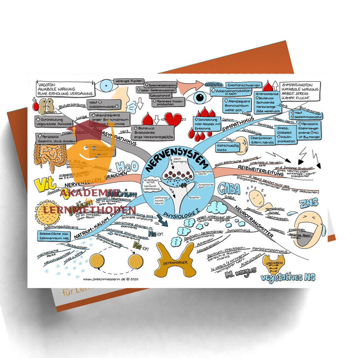 Mindmap zum Thema Nervensystem für den med. Heilpraktiker - Prüfungswissen