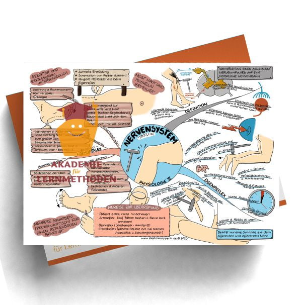 Mindmap zum Thema Nervensystem für den med. Heilpraktiker - Prüfungswissen