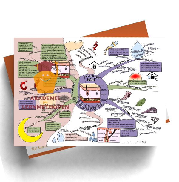 Mindmaps zum Thema Sinnesorgane-Haut für den med. Heilpraktiker