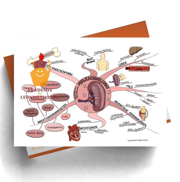 Mindmap zum Thema Milzschwellung
