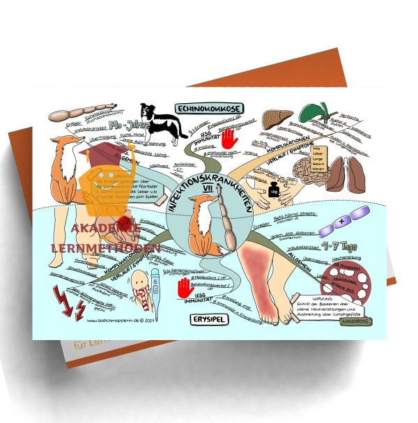 Mindmaps zum Thema Infektionskrankheiten Echinokokkose, Erysipel