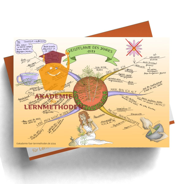 Mindmap über Ackerschachtelhalm