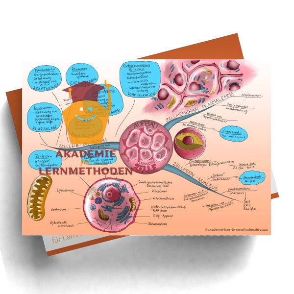 Mind Map Structure of the Animal Cell