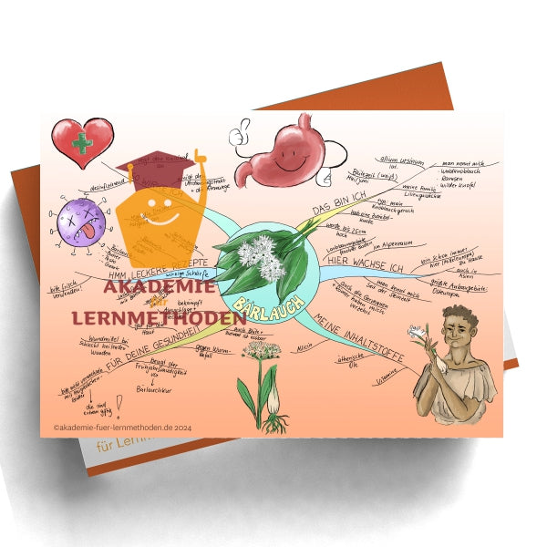 Mindmap über Bärlauch