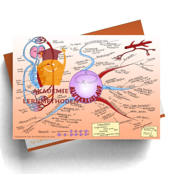 Mindmap zum Thema Blutkreislauf