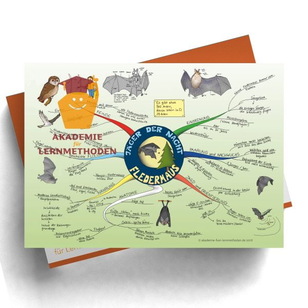 Mindmap zum Thema Fledermaus in Farbe