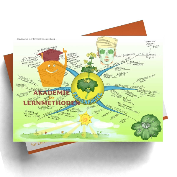 Mindmap über Frauenmantel