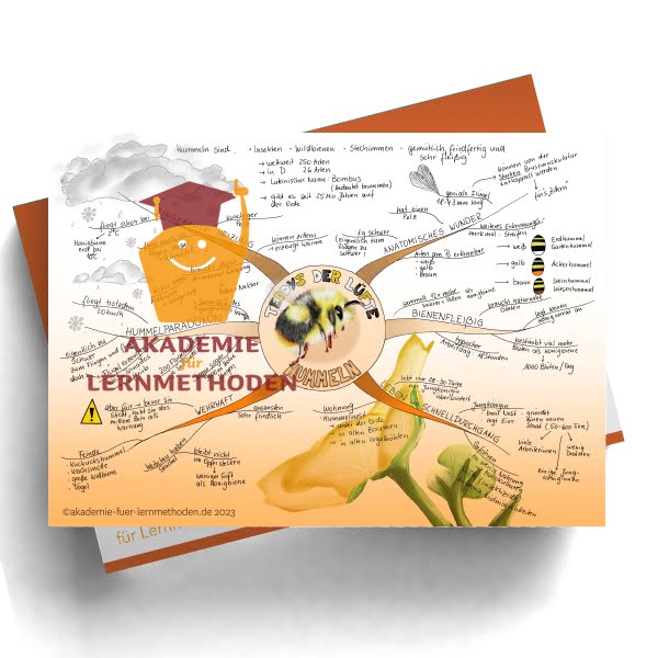 Mindmap zum Thema Hummeln