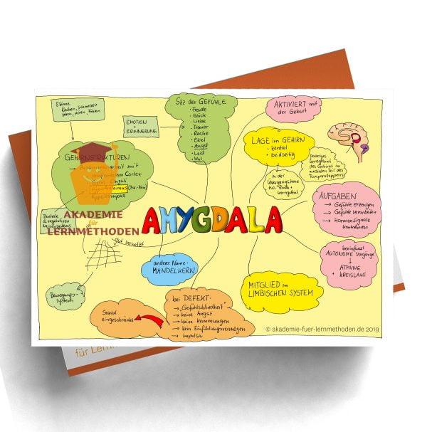 KAWA Amygdala in Farbe