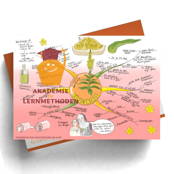 Mindmap Königskerze