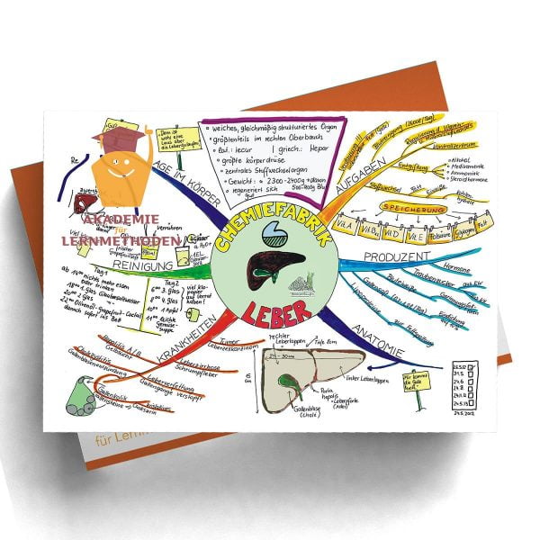 Mindmappaket Biologie 1 - Lehrreiches aus unserem Körperinnerem [Digital]