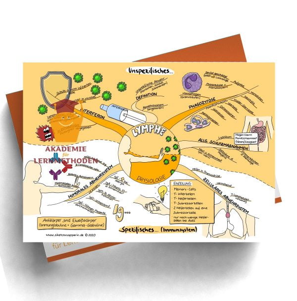 Mindmaps zum Thema Lymphe Prüfungswissen med. Heilpraktiker