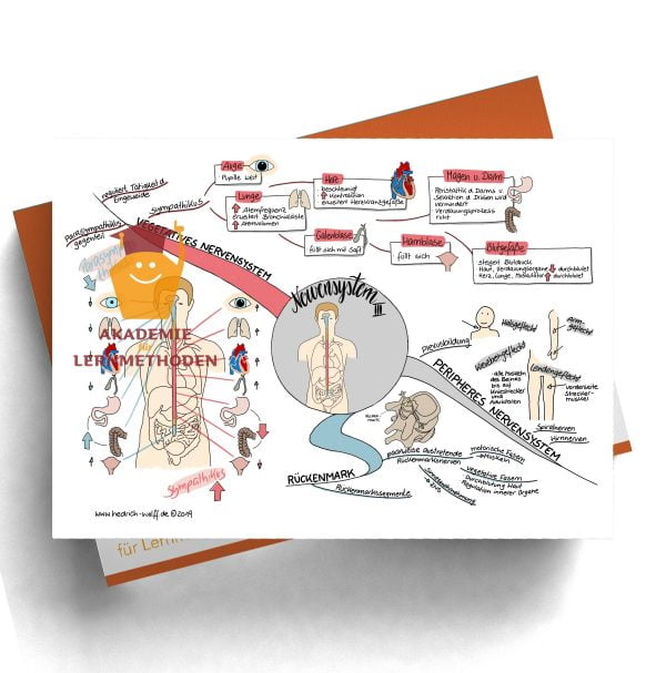 Mindmap zum Thema Nervensystem III