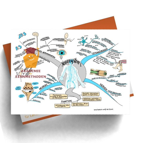 Mindmap zum Thema Nervensystem I