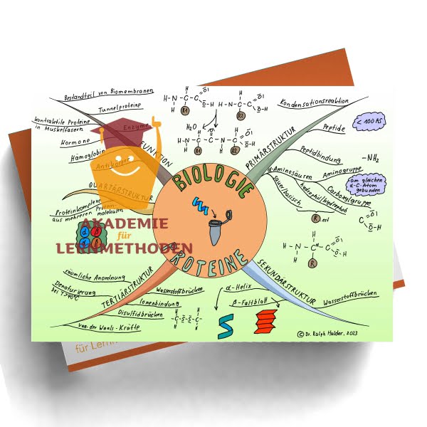 Mindmap zum Thema Proteine
