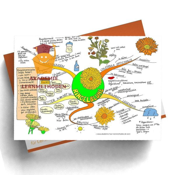 Mindmap zum Thema Ringelblume in Farbe