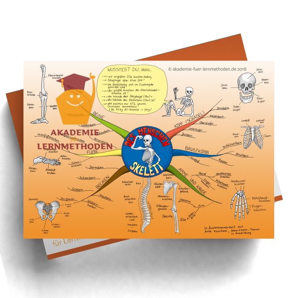 Mindmap zum Thema Skelett in Farbe