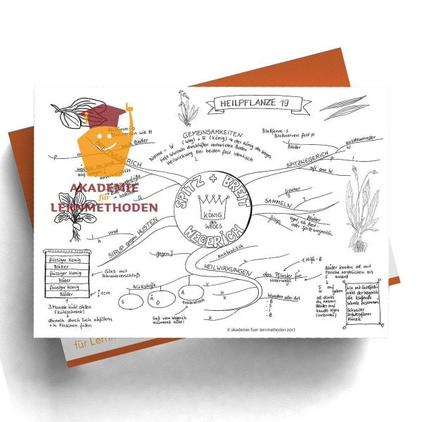 Mindmap zum Thema Spitz-und Breitwegerich mit Lücken