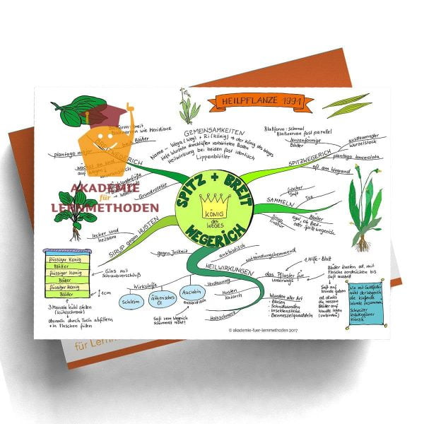 Mindmap zum Thema Spitz-und Breitwegerich in Farbe