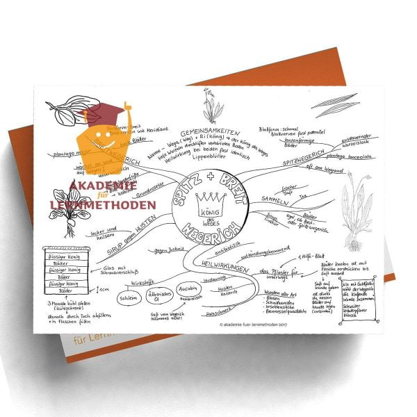 Mindmap zum Thema Spitz-und Breitwegerich in Schwarz- Weiß