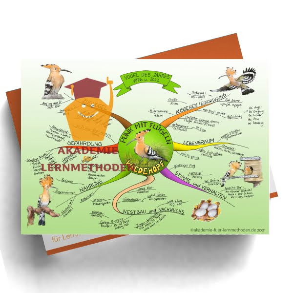 Ein Mindmap zum Thema Wiedehopf