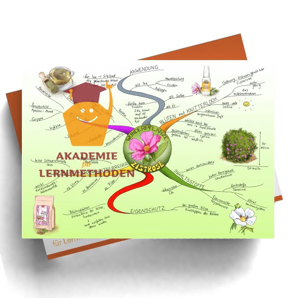 Ein Mindmap über das Heilkraut Zistrose
